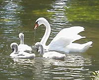 swans